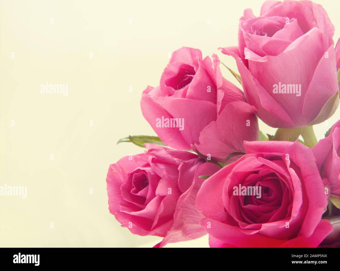 Abstract background of pink roses flowers Stock Photo - Alamy