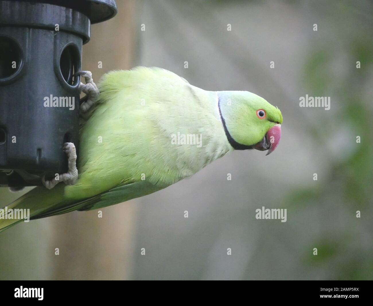 Ring necked Parakeet - Psittacula Krameri leaning out from a bird feeder in Fulham Palace, London, UK Stock Photo