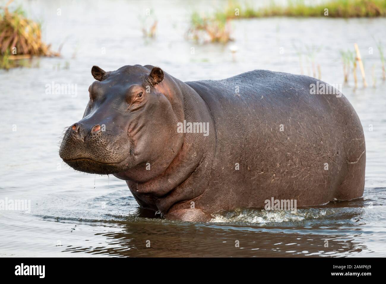 Hippopotamus (Hippopotamus amphibius) standing in shallow water in Moremi Game Reserve, Okavango Delta, Botswana, Southern Africa Stock Photo