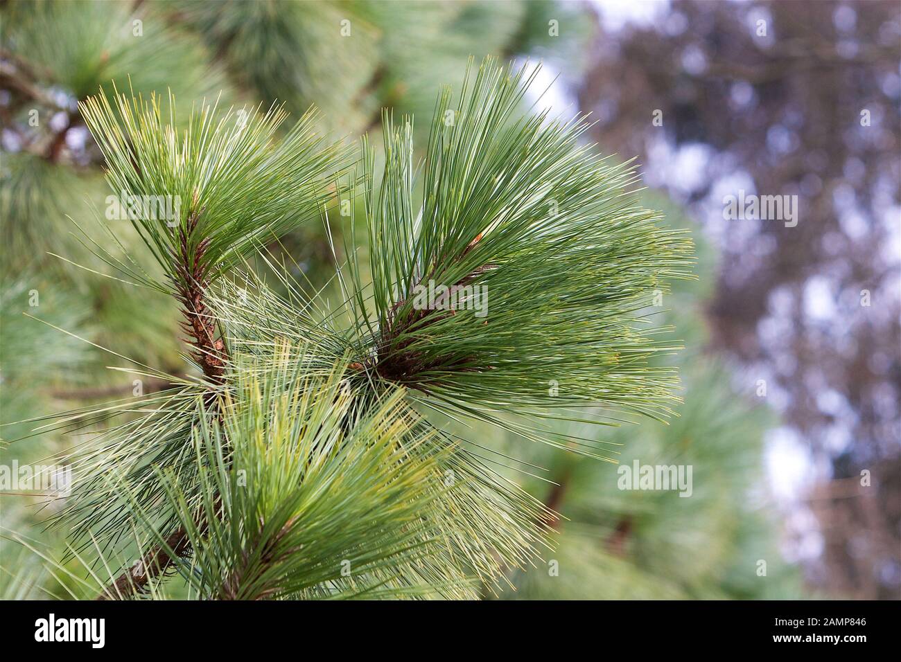 Close-up shot of the needles on a pine tree. Stock Photo