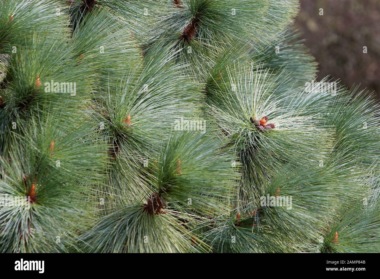 Close-up shot of the needles on a pine tree. Stock Photo