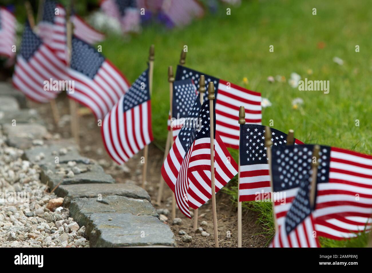 Miniature American flags decorate a garden on the 4th of July. Stock Photo