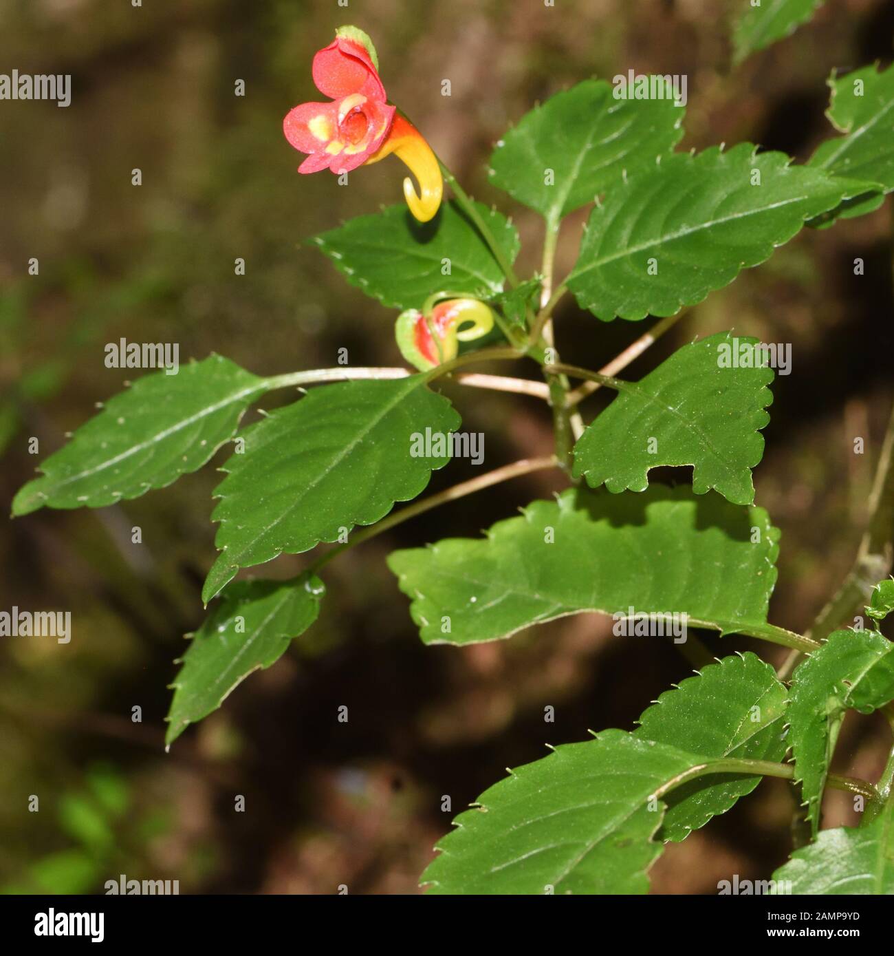 Flower of Kilimanjaro Impatiens (Impatiens kilimanjari) growing on the forest floor on the lower slopes of Kilimanjaro. This plant is endemic to the m Stock Photo