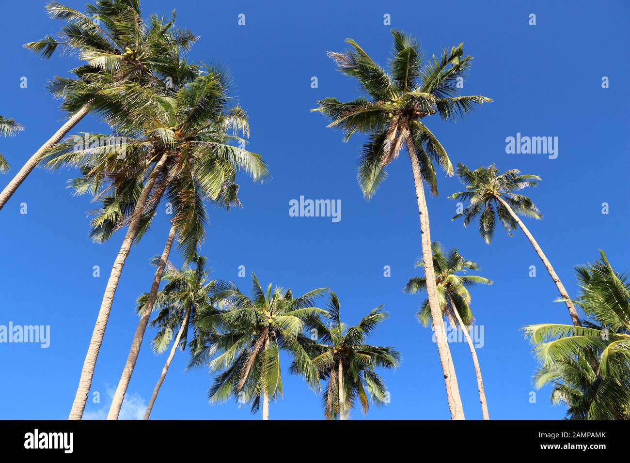 Palm trees of Palawan Island, Philippines. Coconut palms. Stock Photo