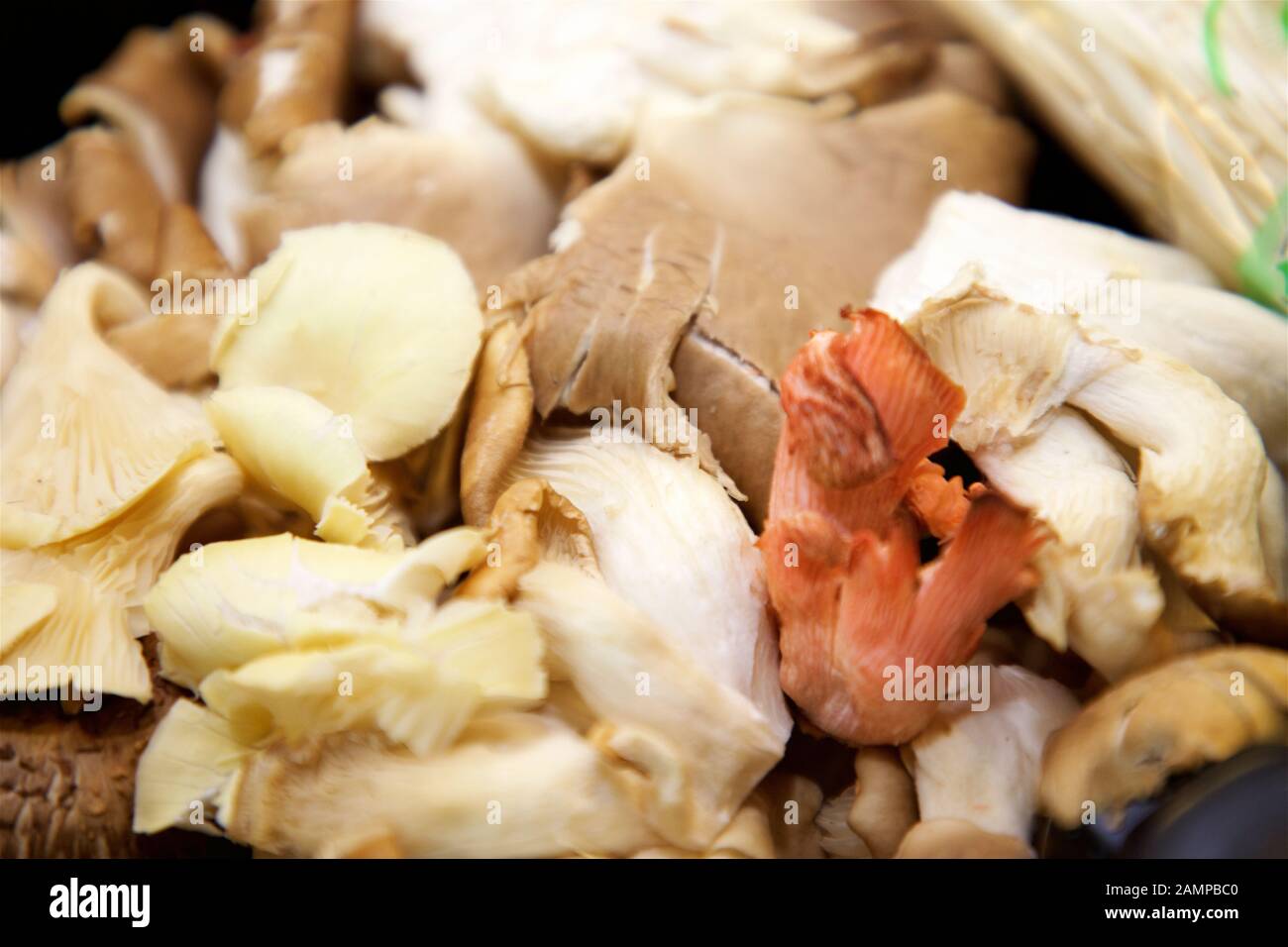 Close-up shot of a collection of various wild mushrooms. Stock Photo