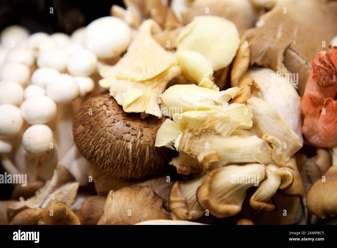 Close-up shot of a collection of various wild mushrooms. Stock Photo