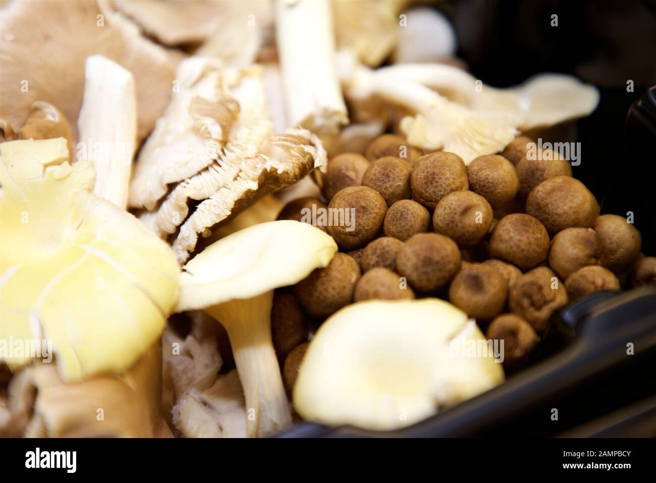 Close-up shot of a collection of various wild mushrooms. Stock Photo