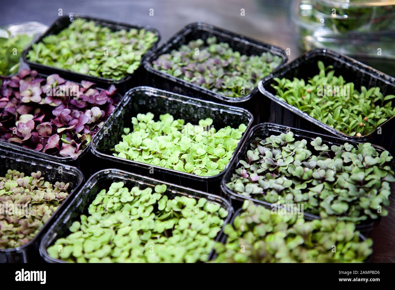Collection of fresh herbs growing in containers Stock Photo Alamy