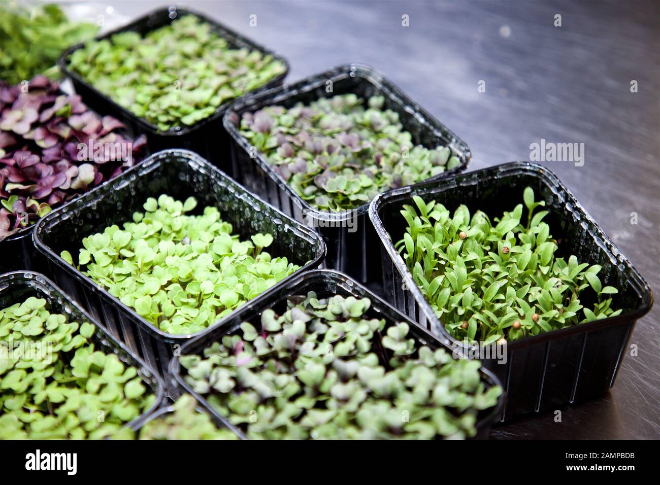 Collection of fresh herbs growing in containers Stock Photo Alamy