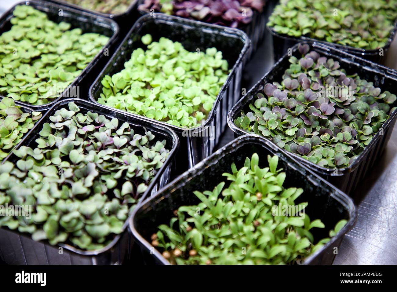 Collection of fresh herbs growing in containers Stock Photo Alamy