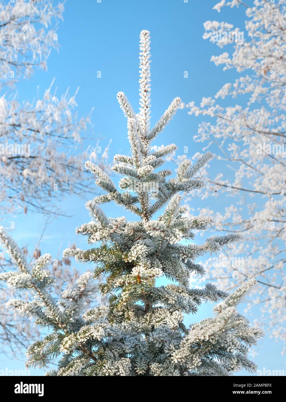 Fir tree covered with white hoarfrost against the backdrop of blue sky Stock Photo