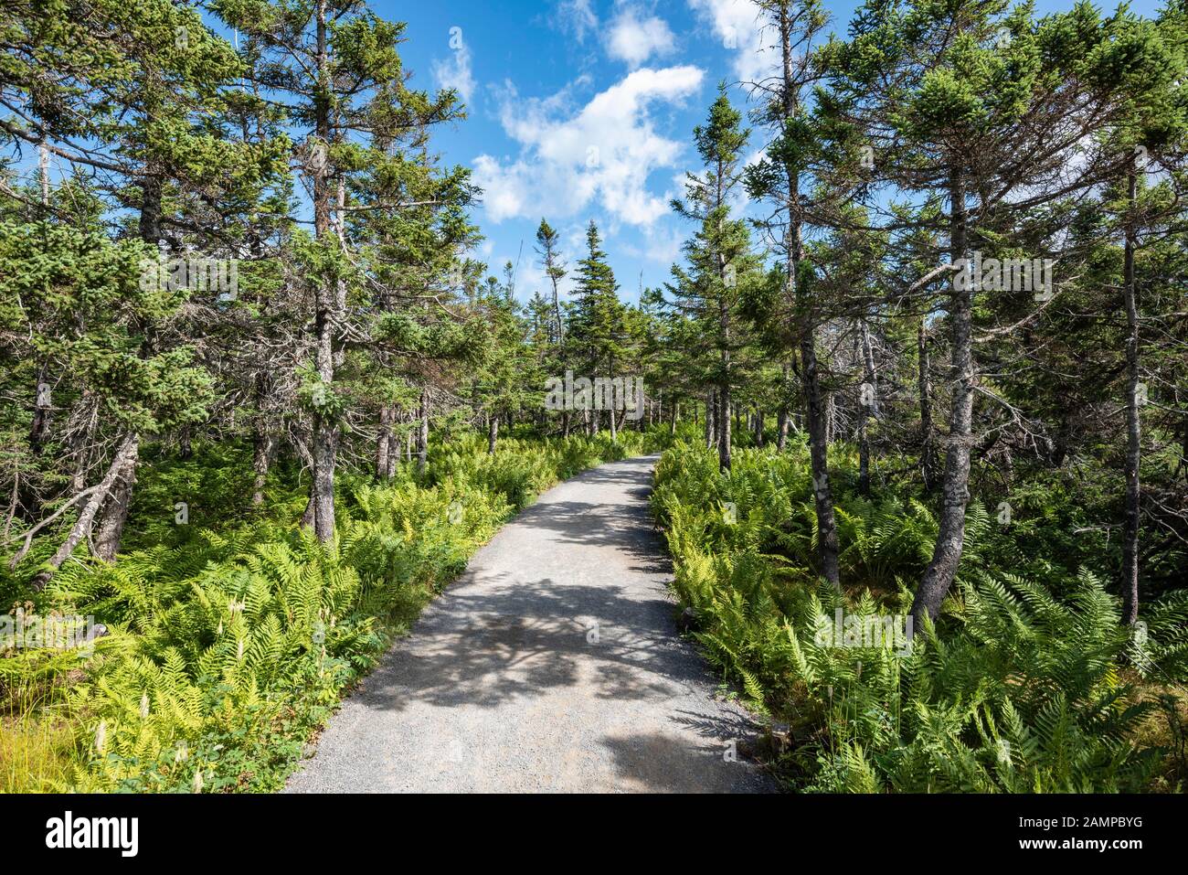 Boreal coniferous forest, Skyline Trail Circuit, Cape Breton Highlands National Park, Nova Scotia, Canada Stock Photo