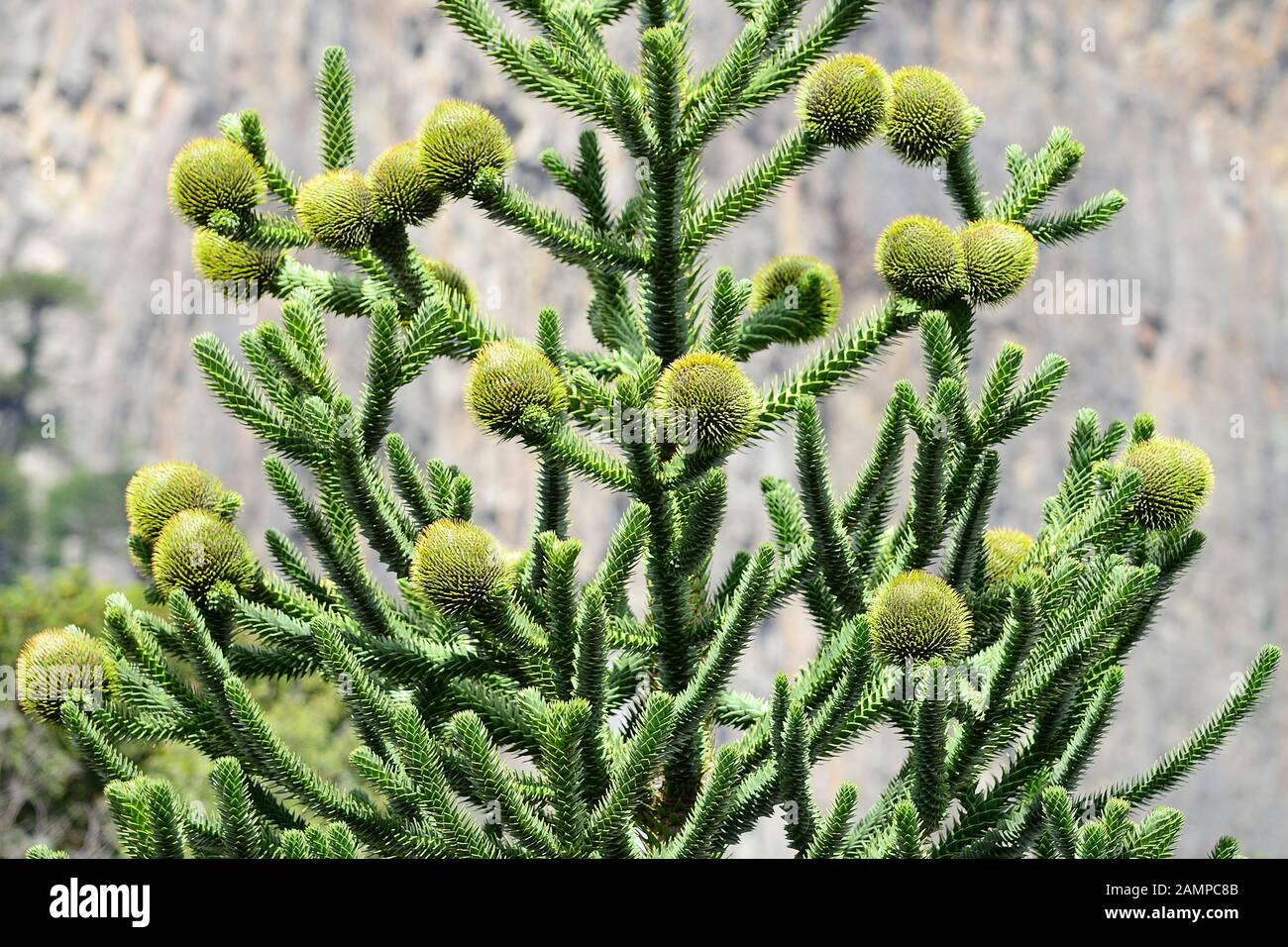 Female flowers of a Araucarian (Araucariaceae), province of Neuquen, Argentina Stock Photo