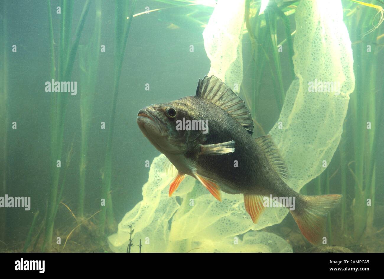 European perch, (Perca fluviatilis), captive, France Stock Photo - Alamy