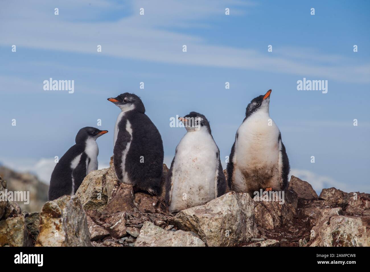 Four of chick penguins on the stone nest on the Antarctica background. Gentoo baby, Argentine Islands. Stock Photo