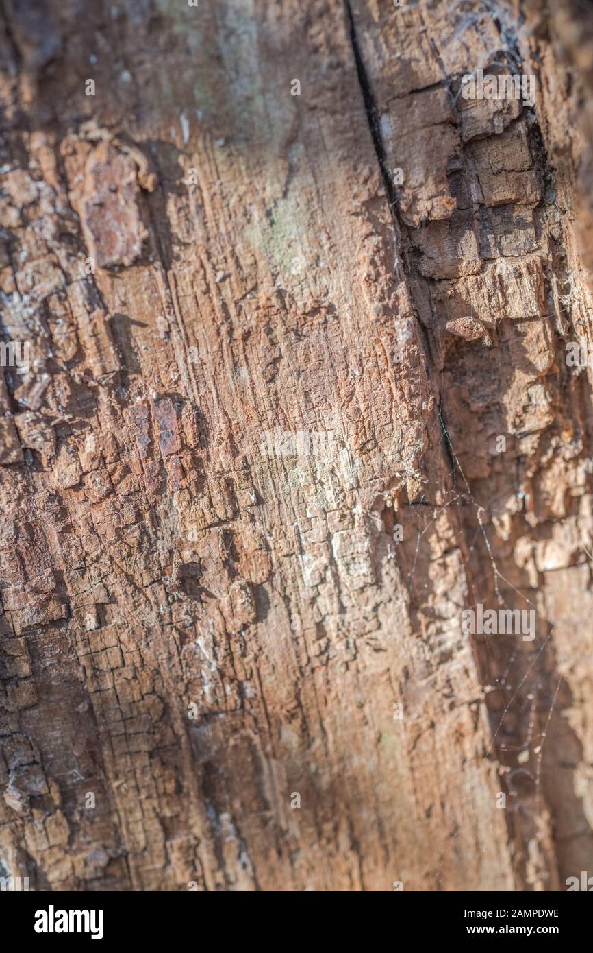 Close up shot of powdery rotting wood (sometimes called punkwood) of a fallen tree trunk. Side-lit by springtime sunshine. Stock Photo