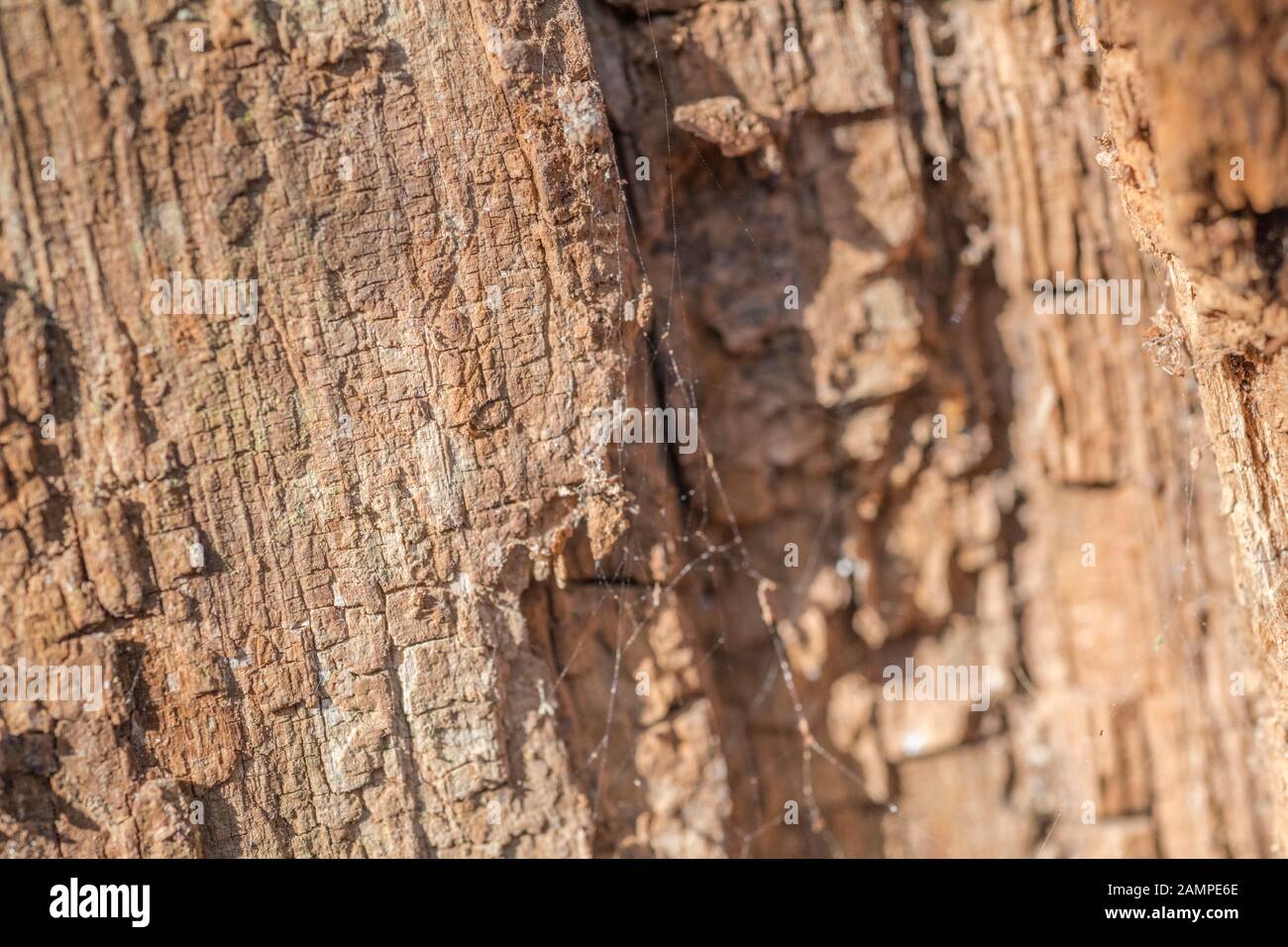 Close up shot of powdery rotting wood (sometimes called punkwood) of a fallen tree trunk. Side-lit by springtime sunshine. Stock Photo