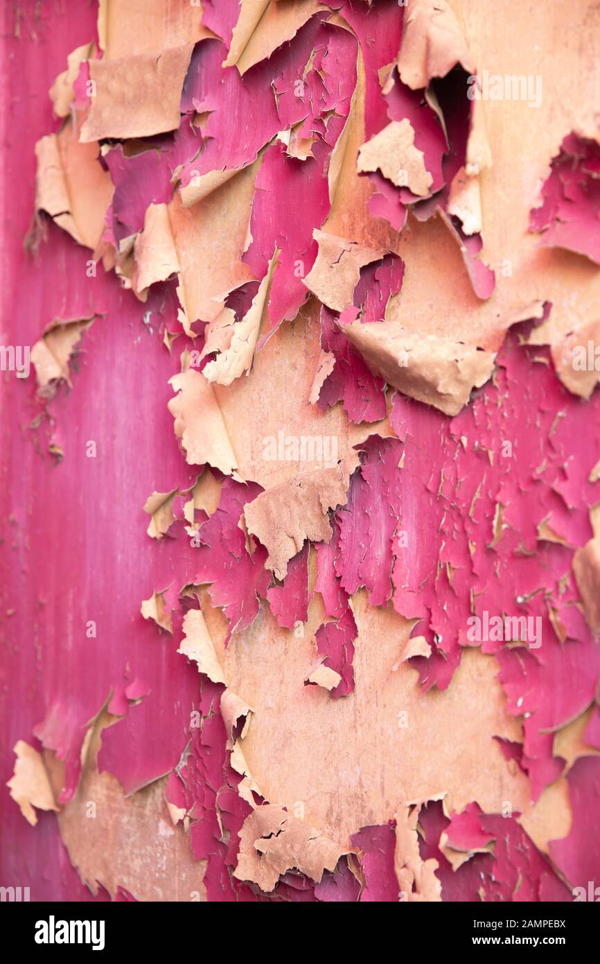 Grunge peeling purple paint background texture. Stock Photo