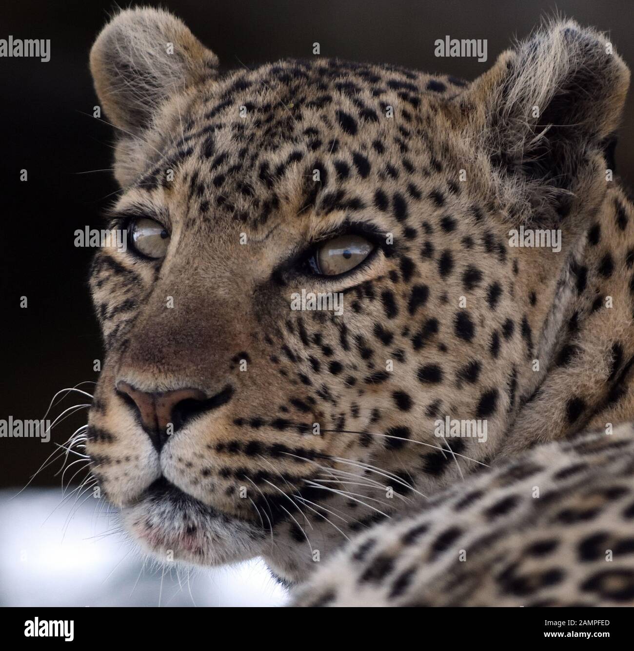 Serengeti leopard close up hi-res stock photography and images - Alamy