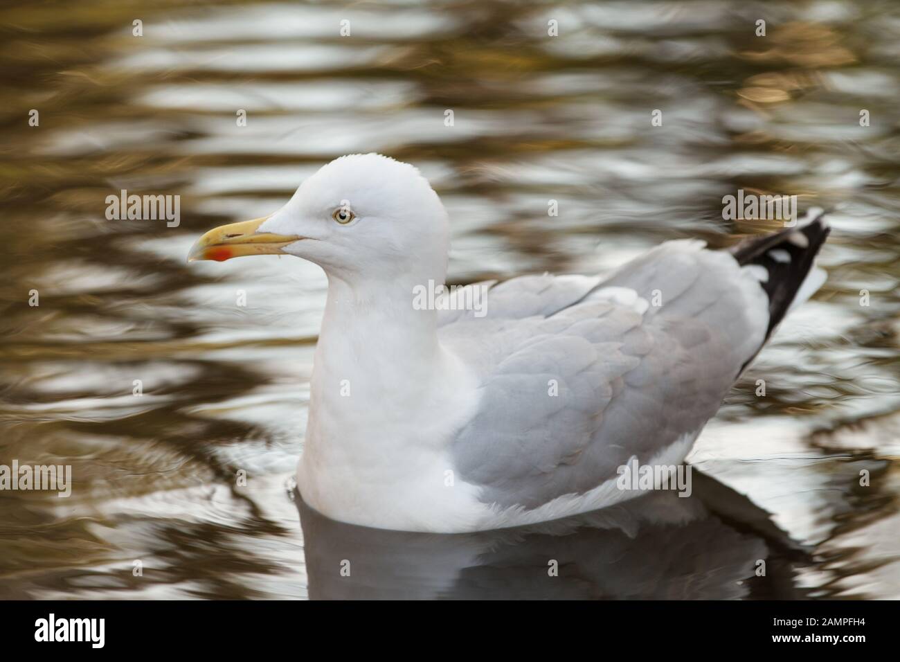 A seagull floating on calm water. Stock Photo