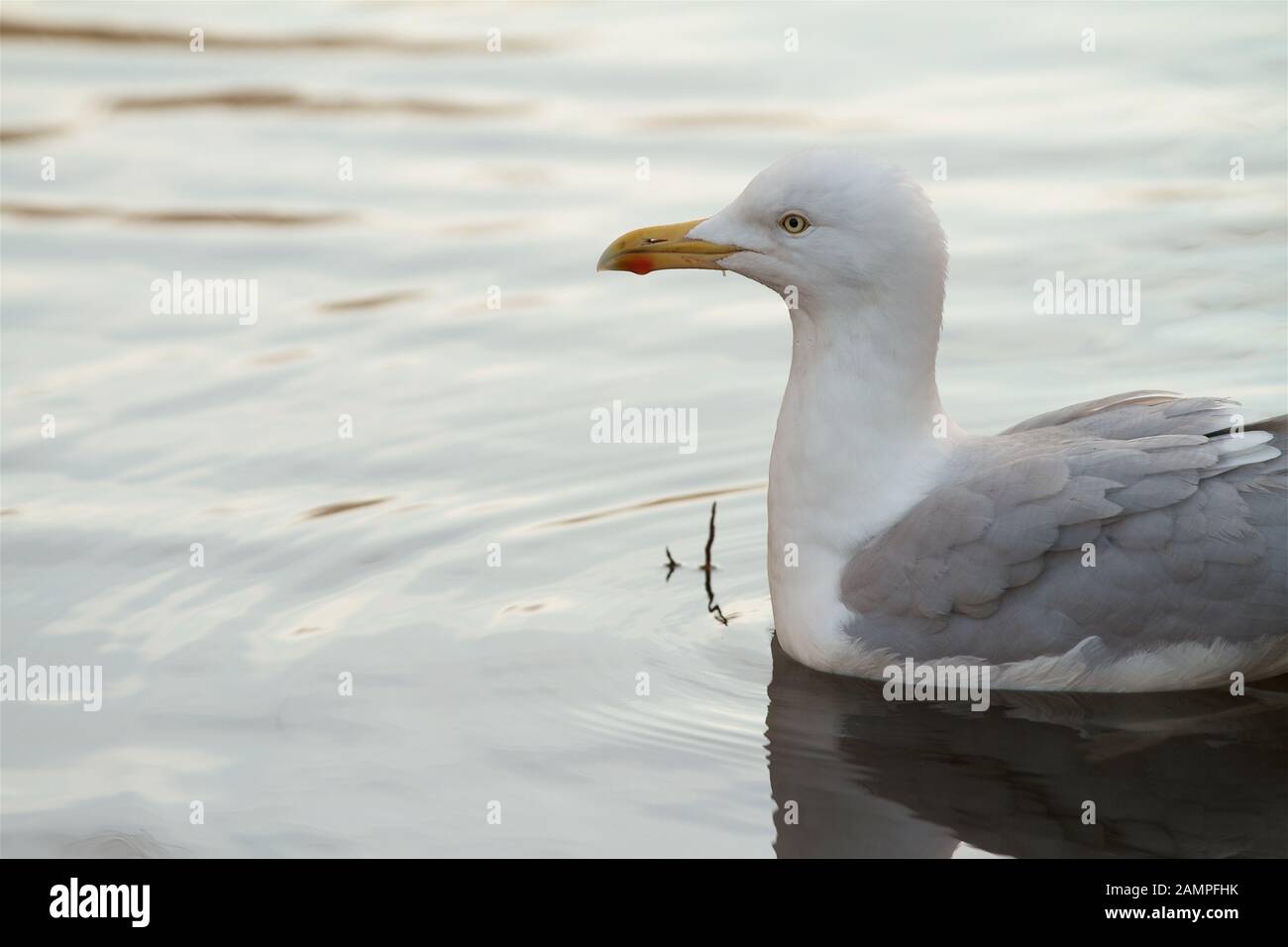 A seagull floating on calm water. Stock Photo