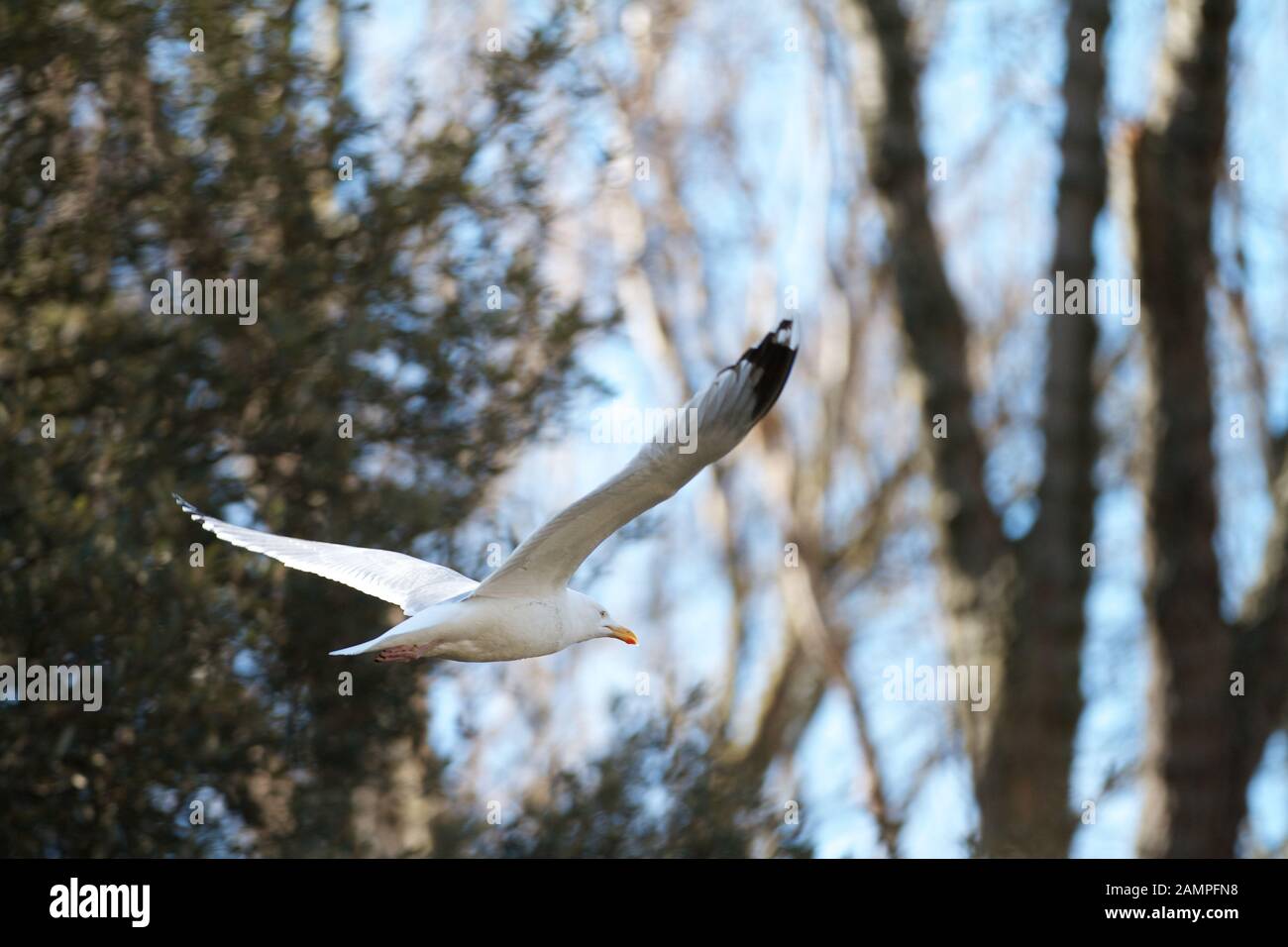 Seagull in flight. Stock Photo