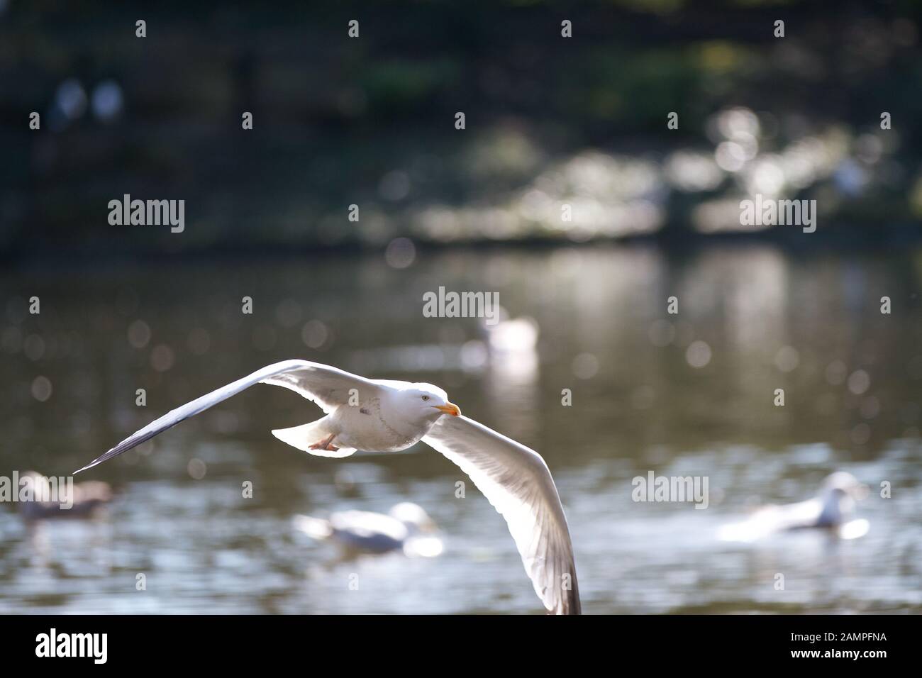 Seagull in flight. Stock Photo