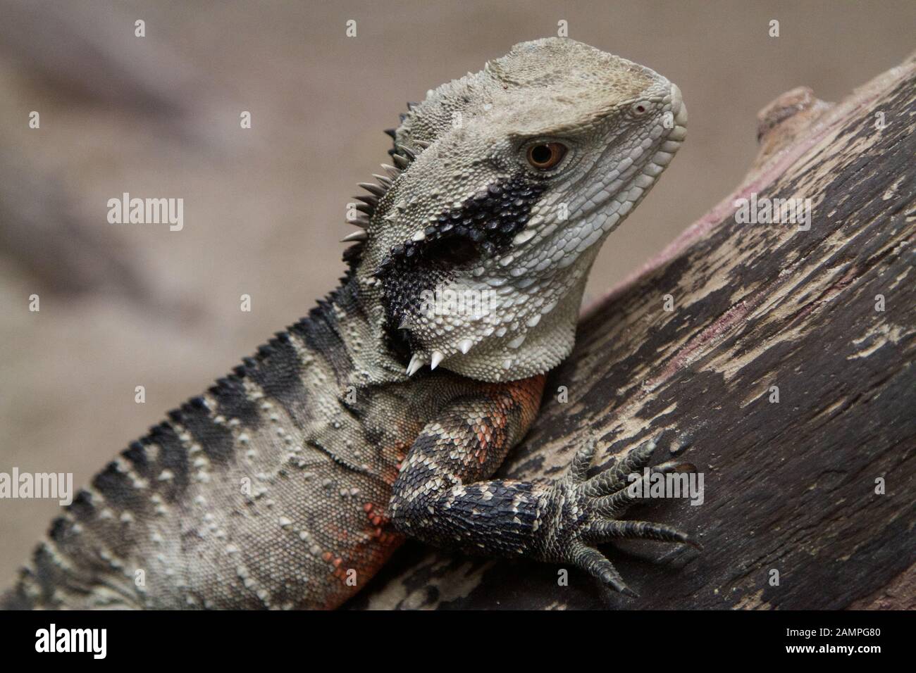 New zealand reptile hi-res stock photography and images - Alamy