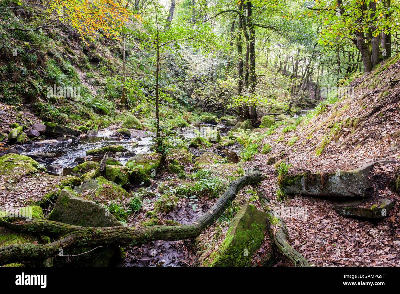 Burbage Brook and trees in ancient woodland during Autumn. Padley Gorge, Derbyshire, Peak District, England, UK Stock Photo