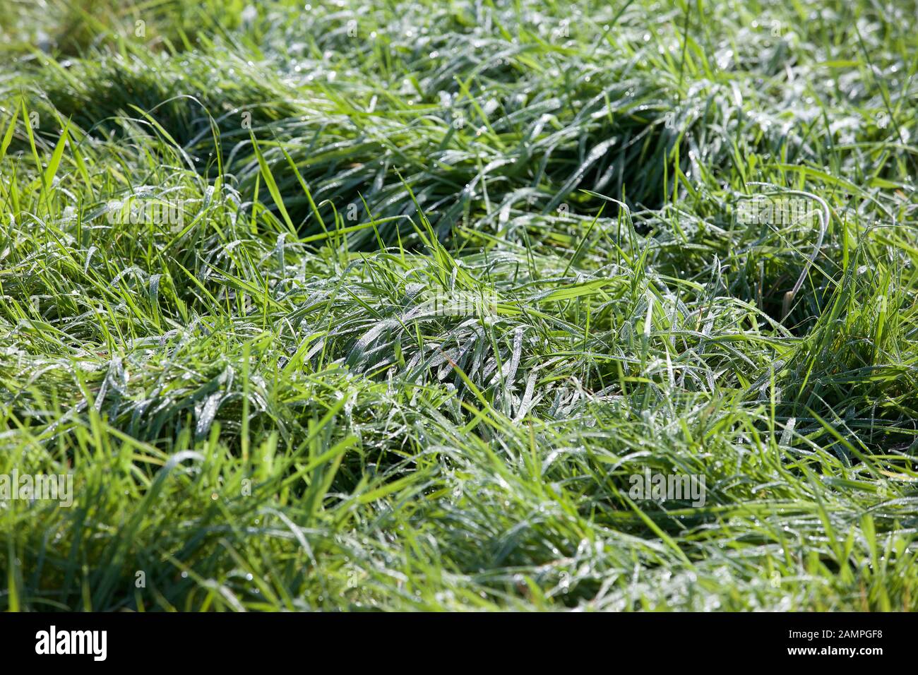 Lush green grass with drops of dew. Stock Photo
