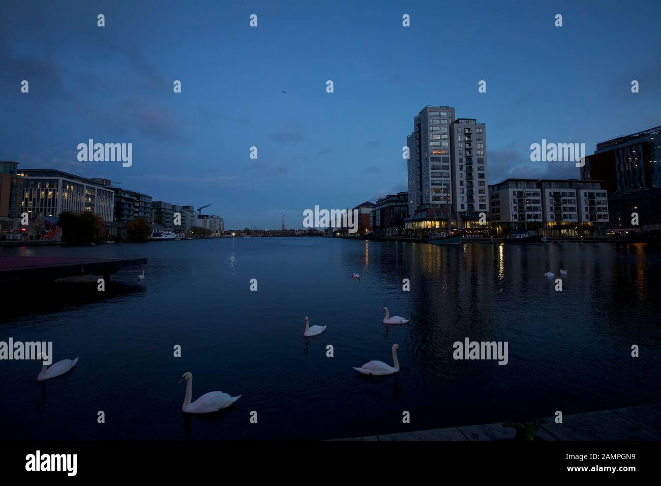 Night shot of swans at Grand Canal Dock on the south side of Dublin City, Ireland. Stock Photo