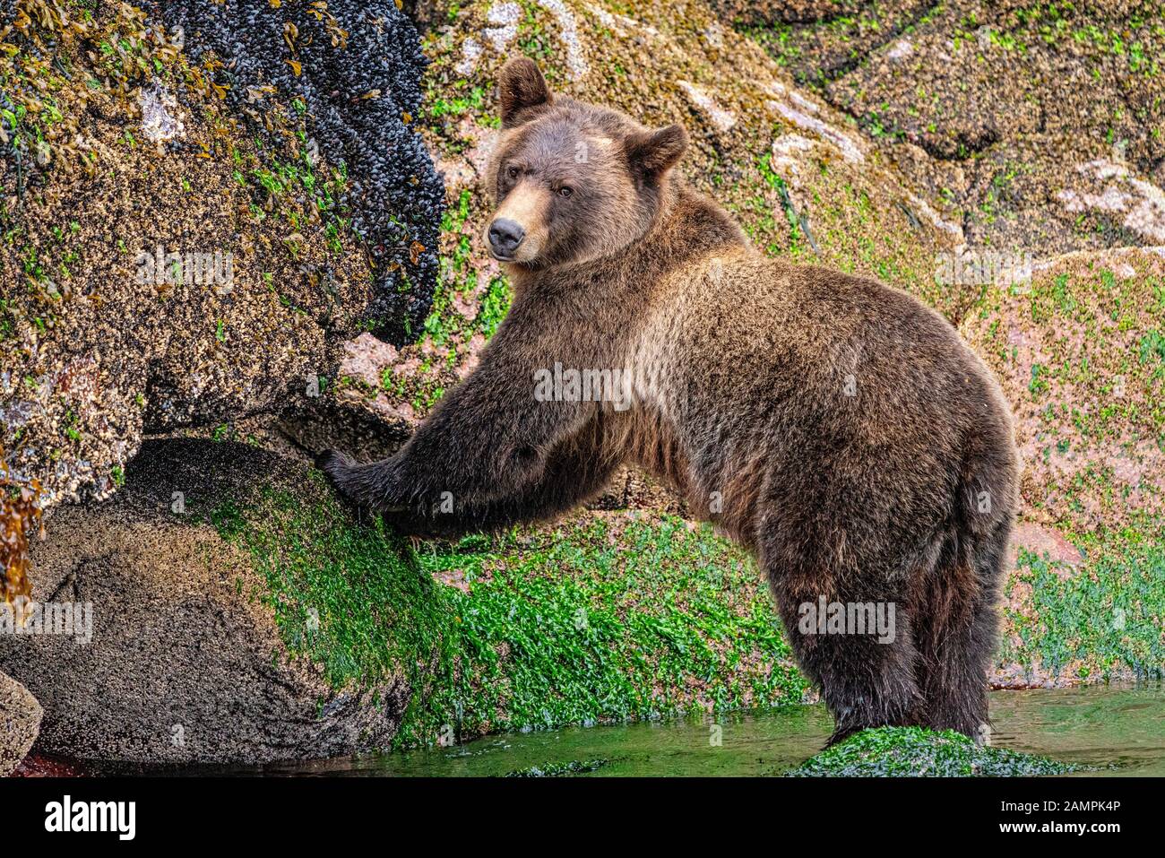 Grizzly bear foraging on mussels along the low tide line in Knight ...
