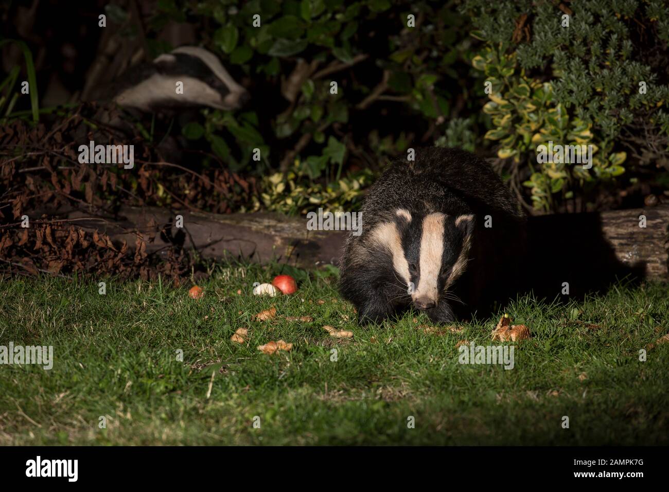 Close up of wild hungry urban British badgers (Meles meles) isolated in