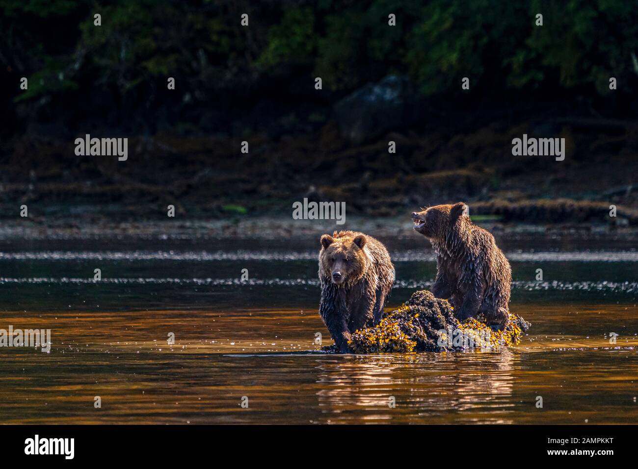 Two grizzly bear cubs feasting on a rock in Hoeya Sound, Knight Inlet, First Nations Territory, British Columbia, Canada. Stock Photo