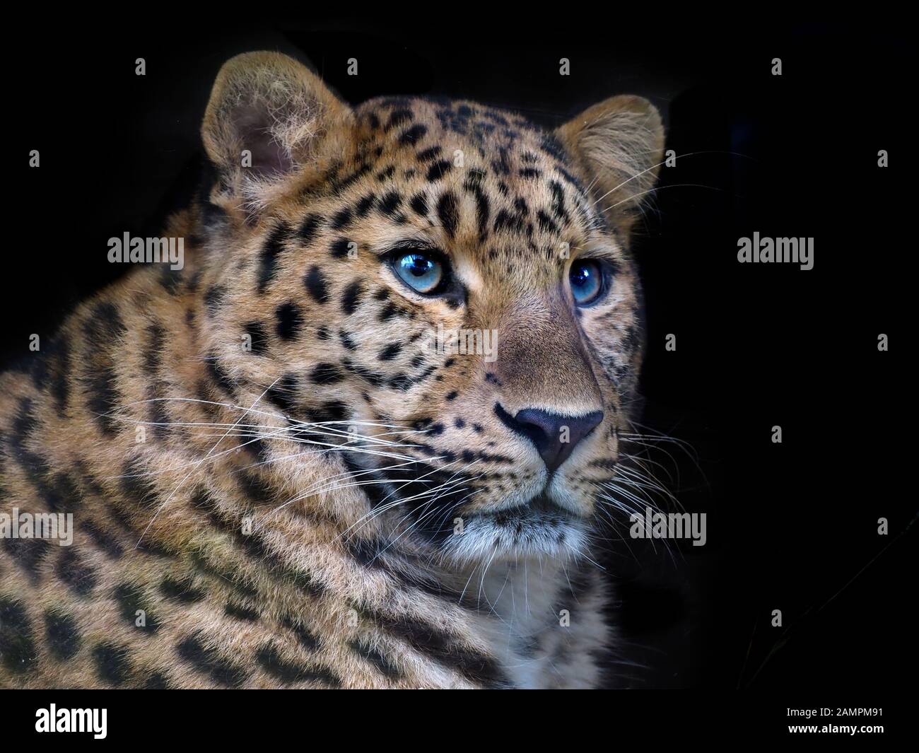 Amur leopard  Panthera pardus orientalis     CAPTIVE Stock Photo