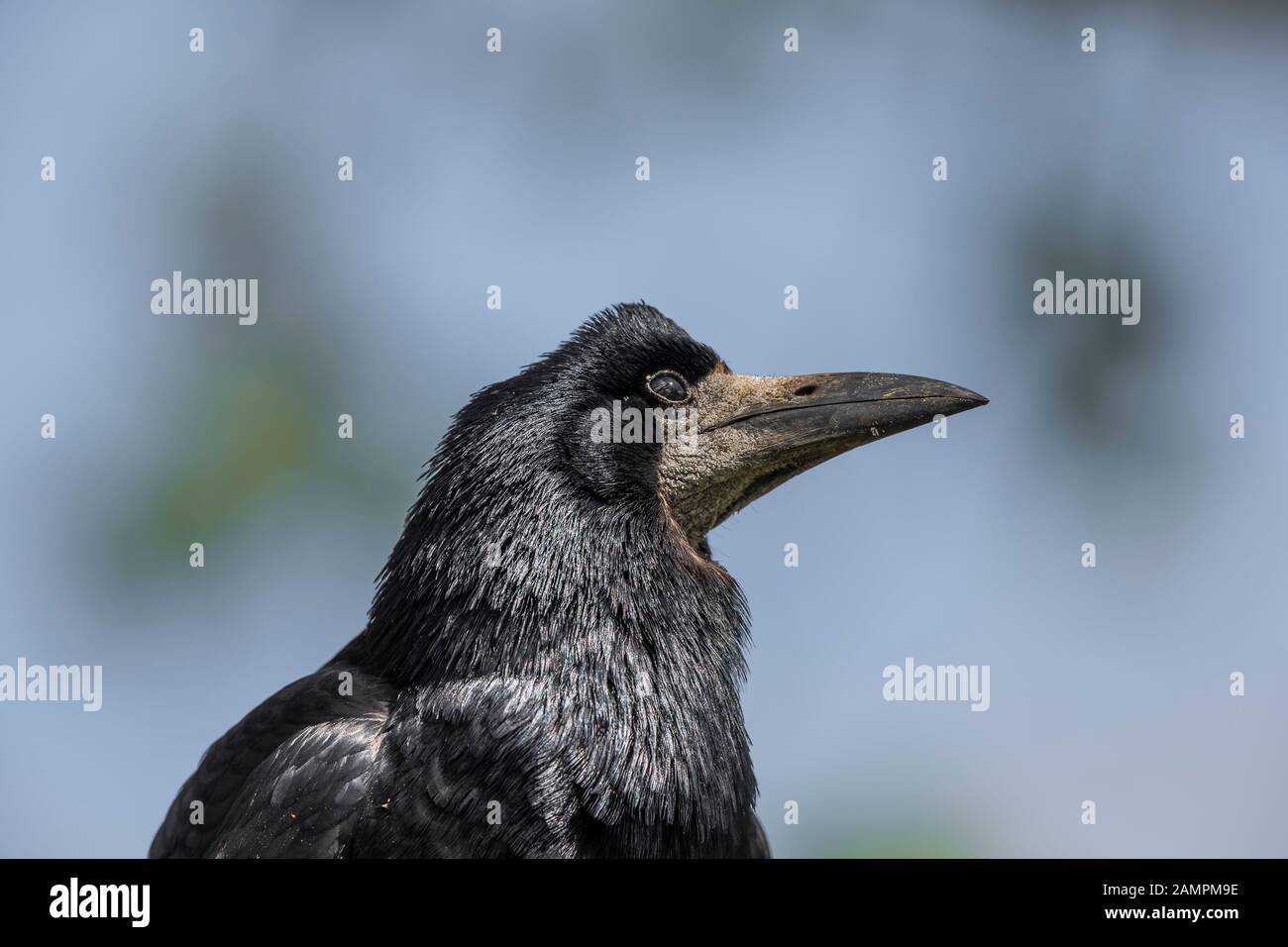 Side view close up of wild UK rook bird (Corvus frugilegus) isolated outdoors in natural habitat. Rook head with big beak facing right. Crow family. Stock Photo