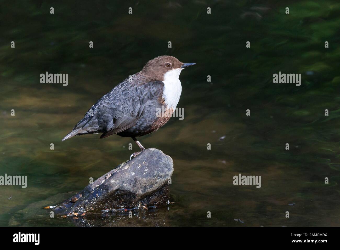 Side view close up of wild UK dipper bird (Cinclus cinclus) isolated on rock by shallow water of woodland stream, looking up in summer sun. Stock Photo