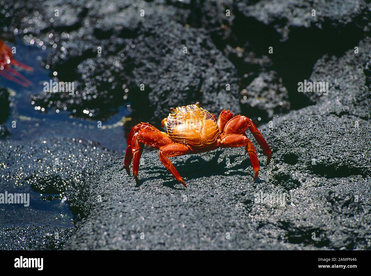 Ecuador. Galápagos Islands. Wildlife. Sally Lightfoot Crab. Stock Photo
