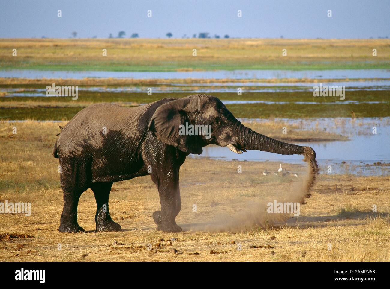 Africa. Botswana. Chobe National Park. Wildlife. Elephant. Dust bath. Stock Photo
