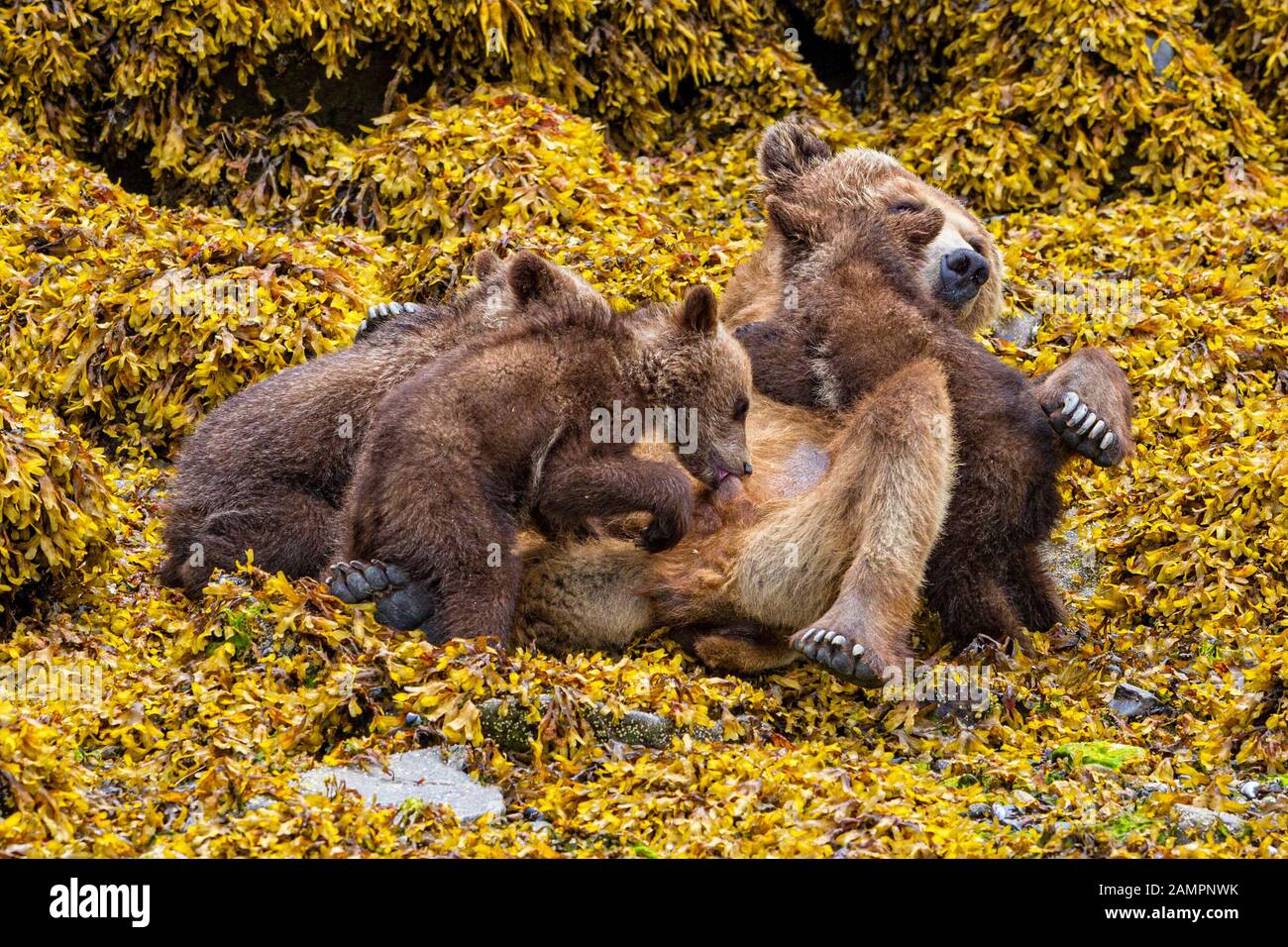Grizzly bear mom nursing her cubs during low tide in seaweed along the Knight Inlet shore, First Nations Territory, British Columbia, Canada. Stock Photo
