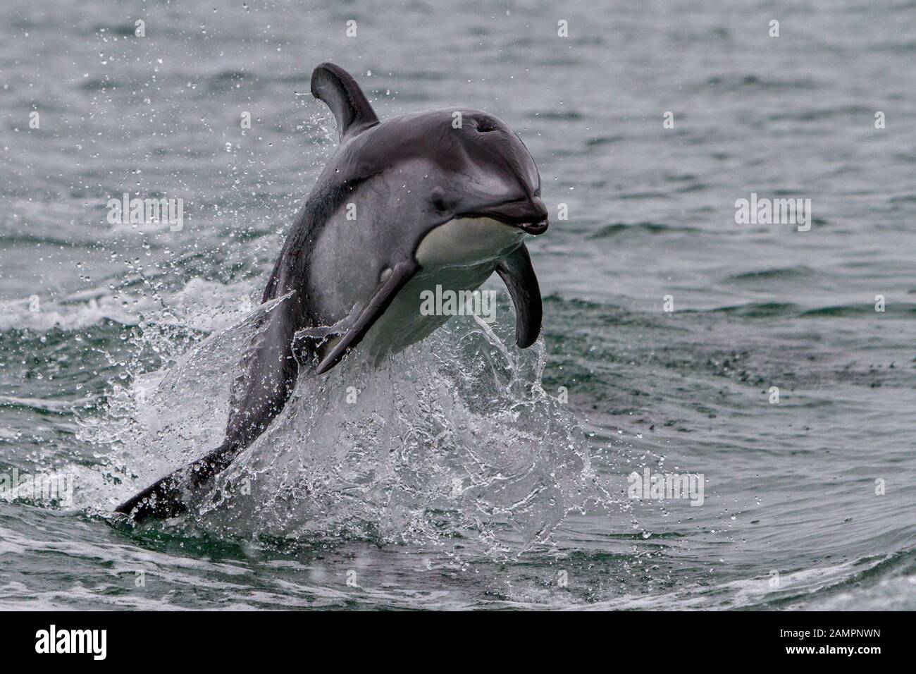 Pacific white-sided dolphin jumping along the Broughton Archipelago, First Nations Territory off Vancouver Island, British Columbia, Canada. Stock Photo