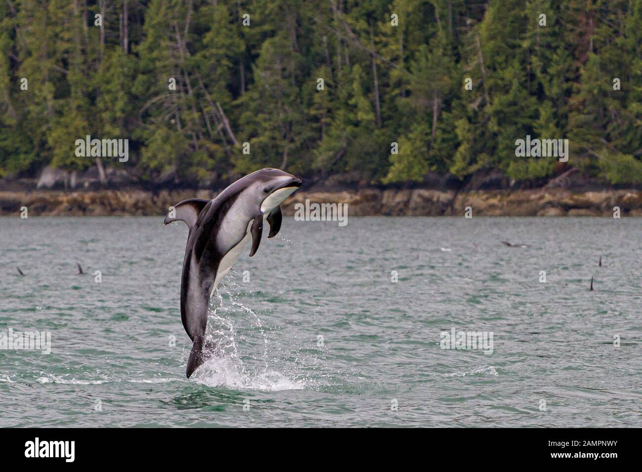 Pacific white-sided dolphin jumping along the Broughton Archipelago, First Nations Territory off Vancouver Island, British Columbia, Canada. Stock Photo