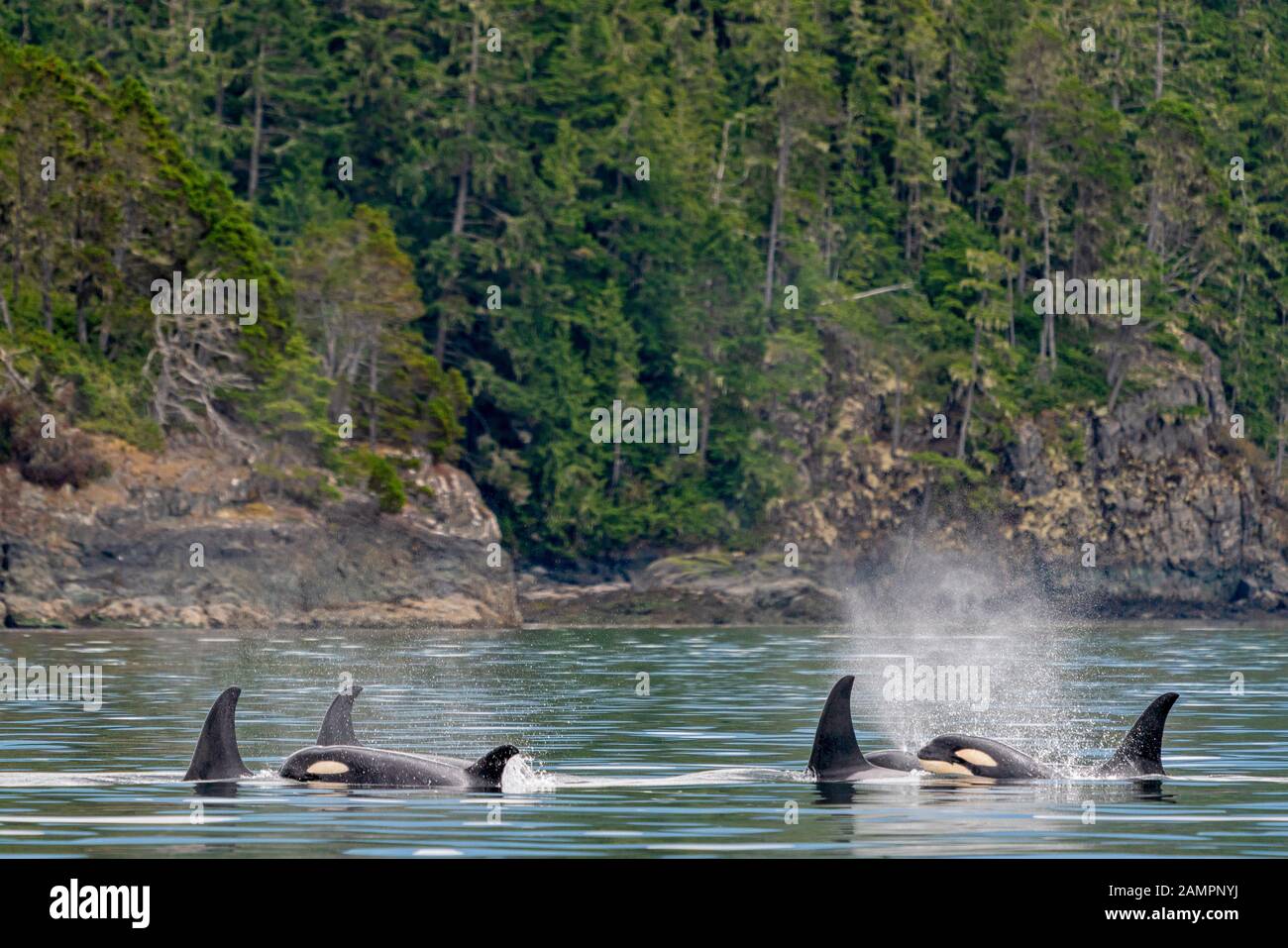 A54, A106, A118, A86,A75, northern resident killer whales, Orcinus orca, Johnstone Strait, First Nations Territory, British Columbia, Canada. Stock Photo