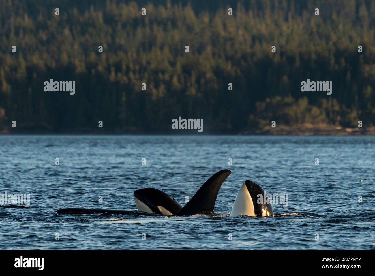 Northern resident killer whale pod with two spy-hopping in Johnstone Strait, First Nations Territory, Vancouver Island, British Columbia, Canada. Stock Photo