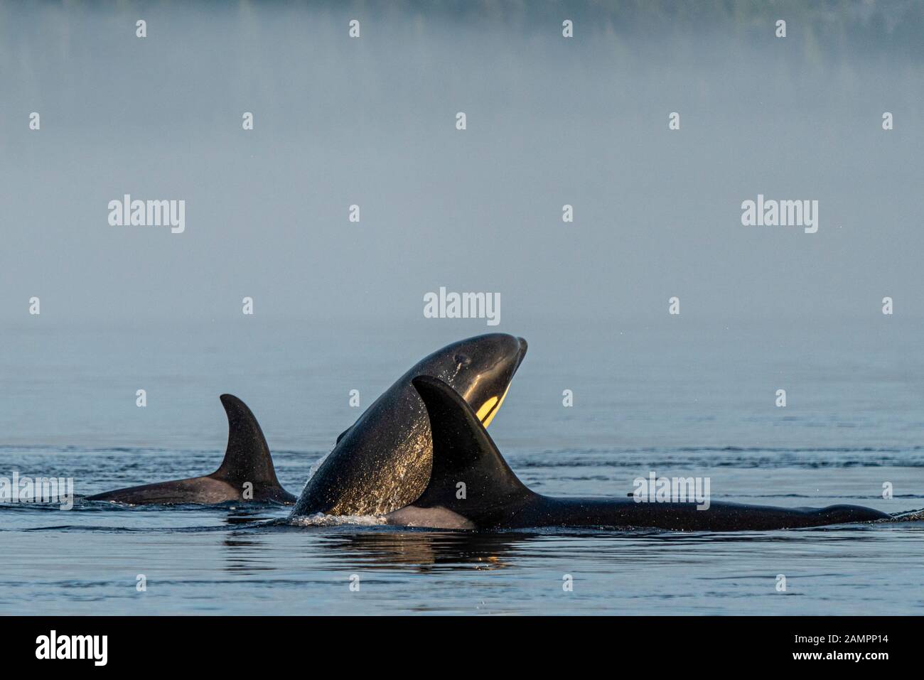 A 54's, northern resident killer whales, Orcinus orca, playing in Johnstone Strait on a foggy morning, First Nations Territory, British Columbia, Cana Stock Photo