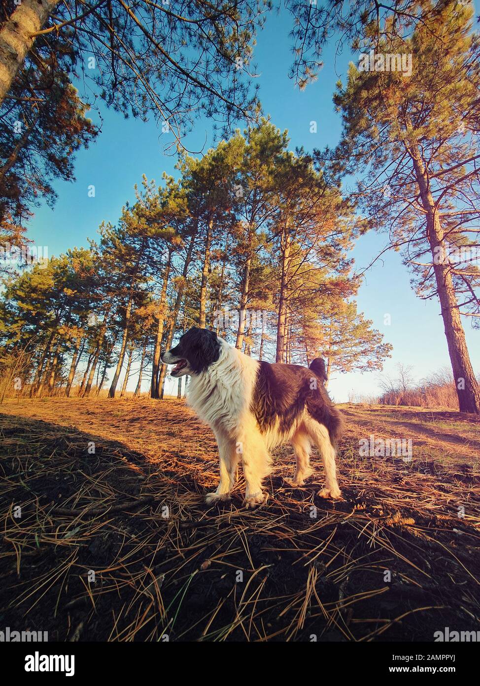 Wide angle vertical portrait of a dog in a pine forest. Evening walk, lovely pet in the woods. Stock Photo