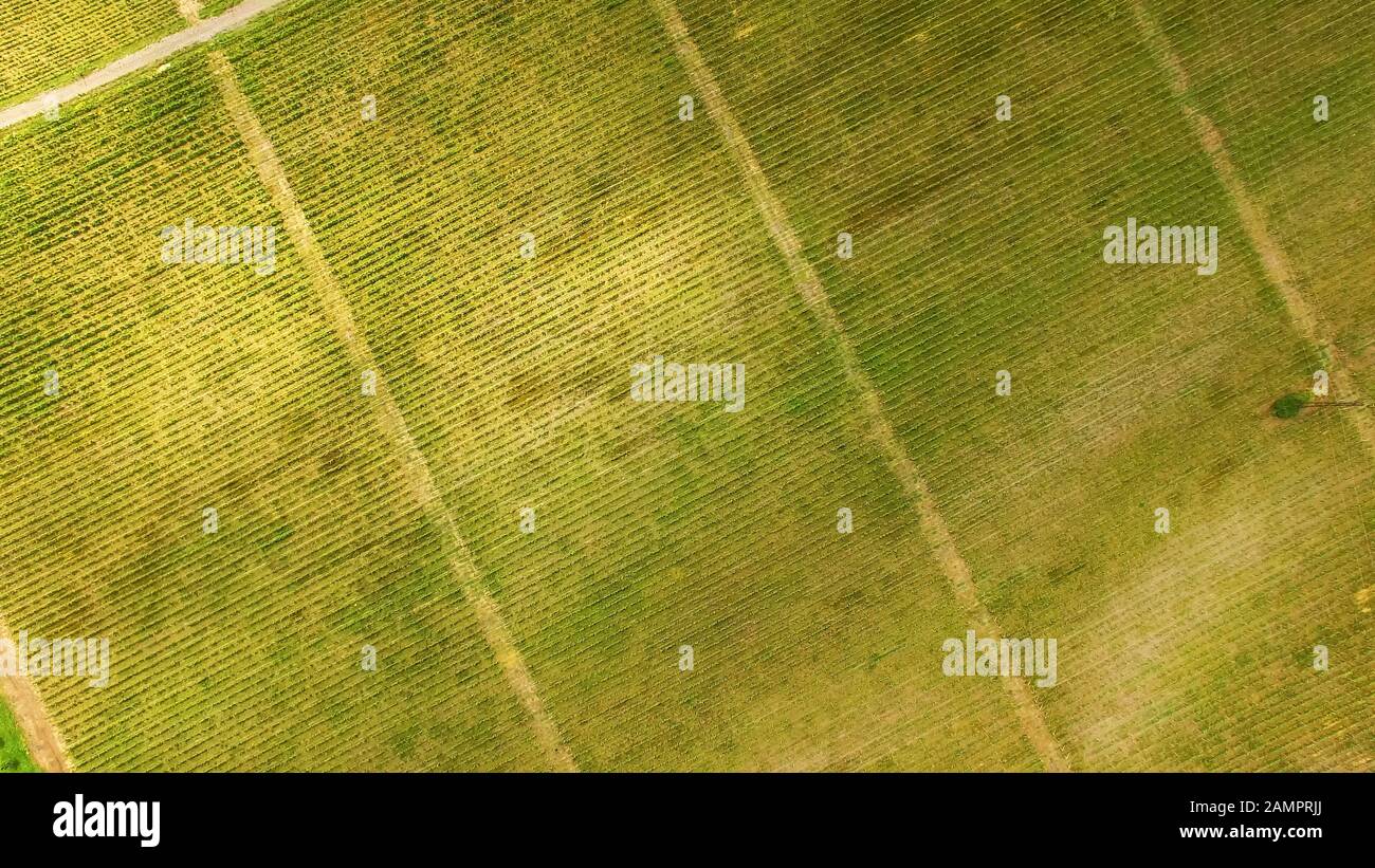 Green grape rows aerial view, family business, agriculture and farming ...