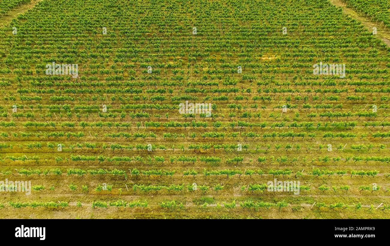 Green grape rows in Georgia, gardening and farming in countryside ...