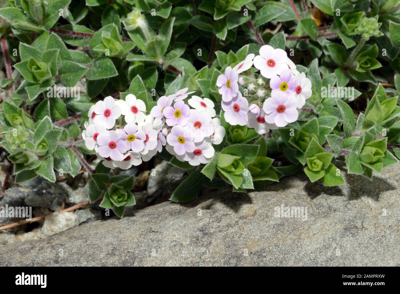Androsace lanuginosa (woolly rock jasmine) is native to the Himalayas where it grows on grassy slopes up to 3000m. Stock Photo