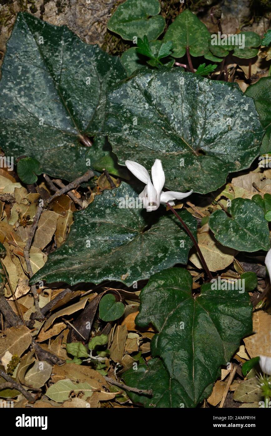 Cyclamen creticum (Cretan sowbread) is endemic to Crete and Karpathos growing in rocky places, and on stream and river banks. Stock Photo